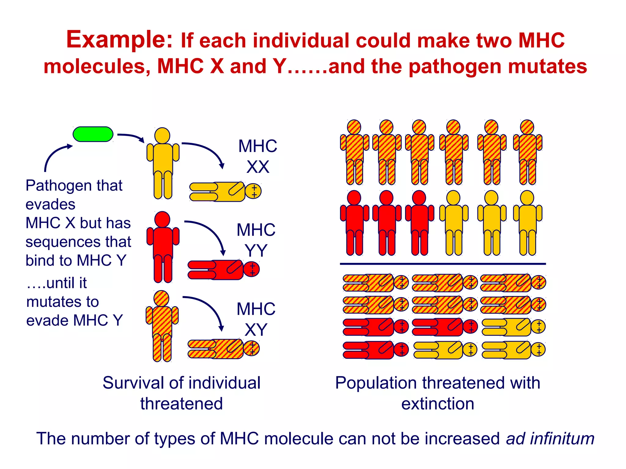 Example: If each individual could make two MHC
molecules, MHC X and Y……and the pathogen mutates

Pathogen that
evades
MHC X but has
sequences that
bind to MHC Y
….until it
mutates to
evade MHC Y

MHC
XX

MHC
YY
MHC
XY

Survival of individual
threatened

Population threatened with
extinction

The number of types of MHC molecule can not be increased ad infinitum

 