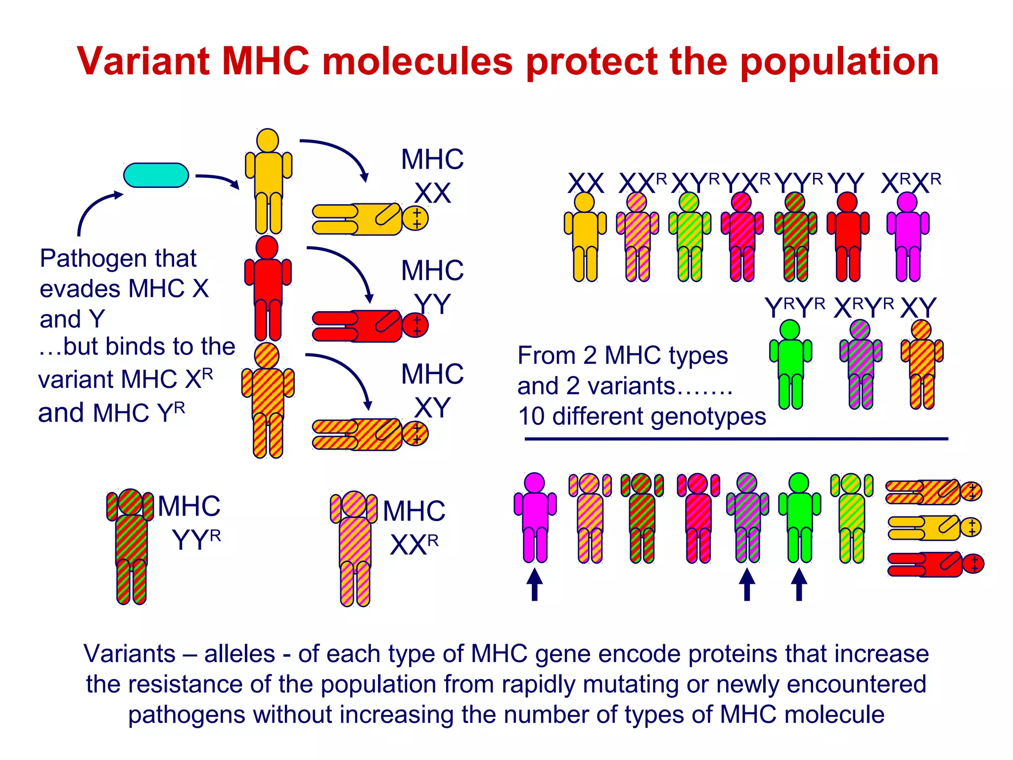 Variant MHC molecules protect the population
MHC
XX
Pathogen that
evades MHC X
and Y
…but binds to the
variant MHC XR
and MHC YR

MHC
YYR

XX XXR XYR YXR YYR YY XRXR

MHC
YY

YRYR XRYR XY

MHC
XY

From 2 MHC types
and 2 variants…….
10 different genotypes

MHC
XXR

Variants – alleles - of each type of MHC gene encode proteins that increase
the resistance of the population from rapidly mutating or newly encountered
pathogens without increasing the number of types of MHC molecule

 