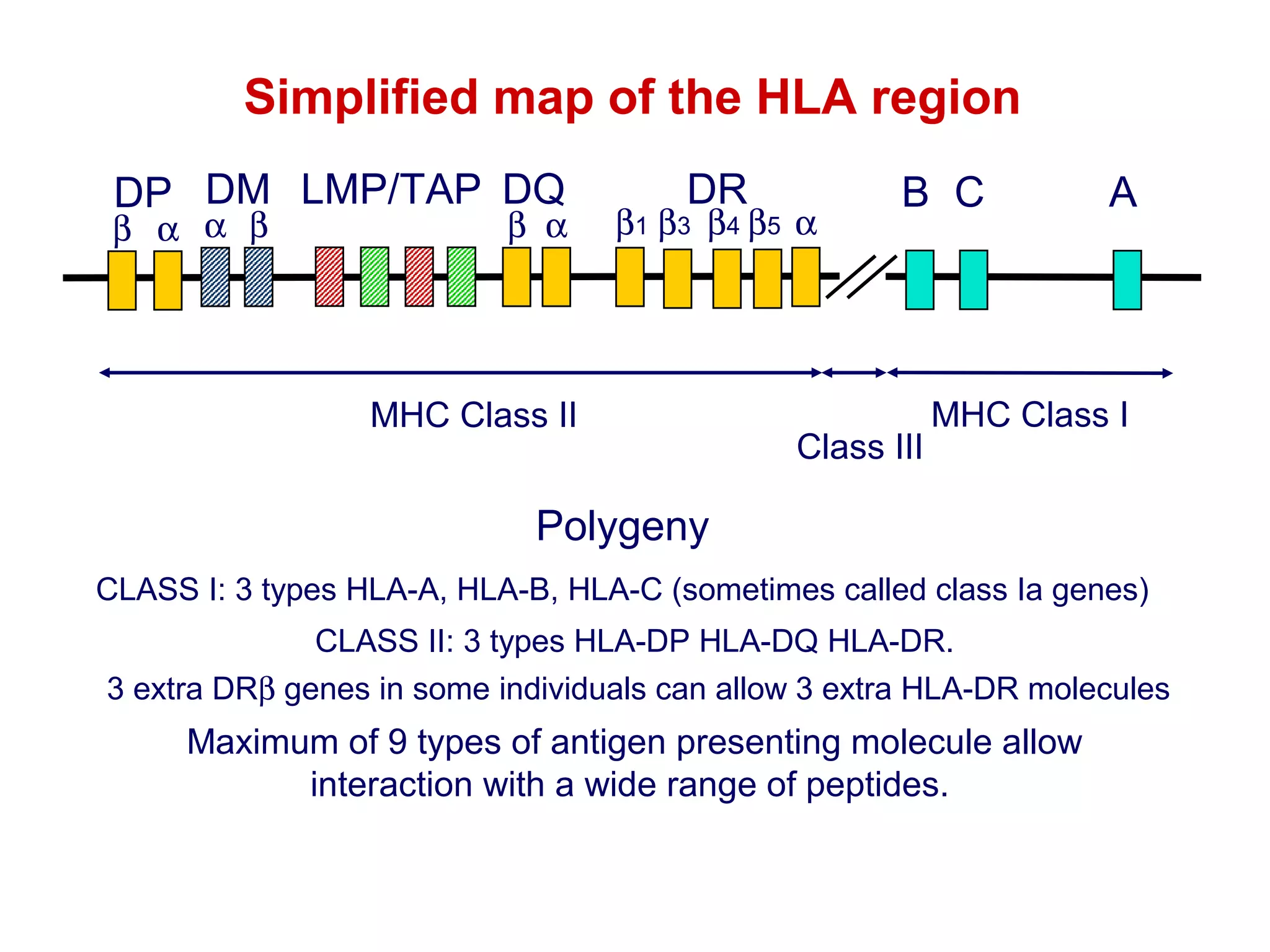 Simplified map of the HLA region
DP DM LMP/TAP DQ

β α α β

β α

DR

β1 β3 β4 β5 α

MHC Class II

B C

Class III

A

MHC Class I

Polygeny
CLASS I: 3 types HLA-A, HLA-B, HLA-C (sometimes called class Ia genes)
CLASS II: 3 types HLA-DP HLA-DQ HLA-DR.
3 extra DRβ genes in some individuals can allow 3 extra HLA-DR molecules

Maximum of 9 types of antigen presenting molecule allow
interaction with a wide range of peptides.

 