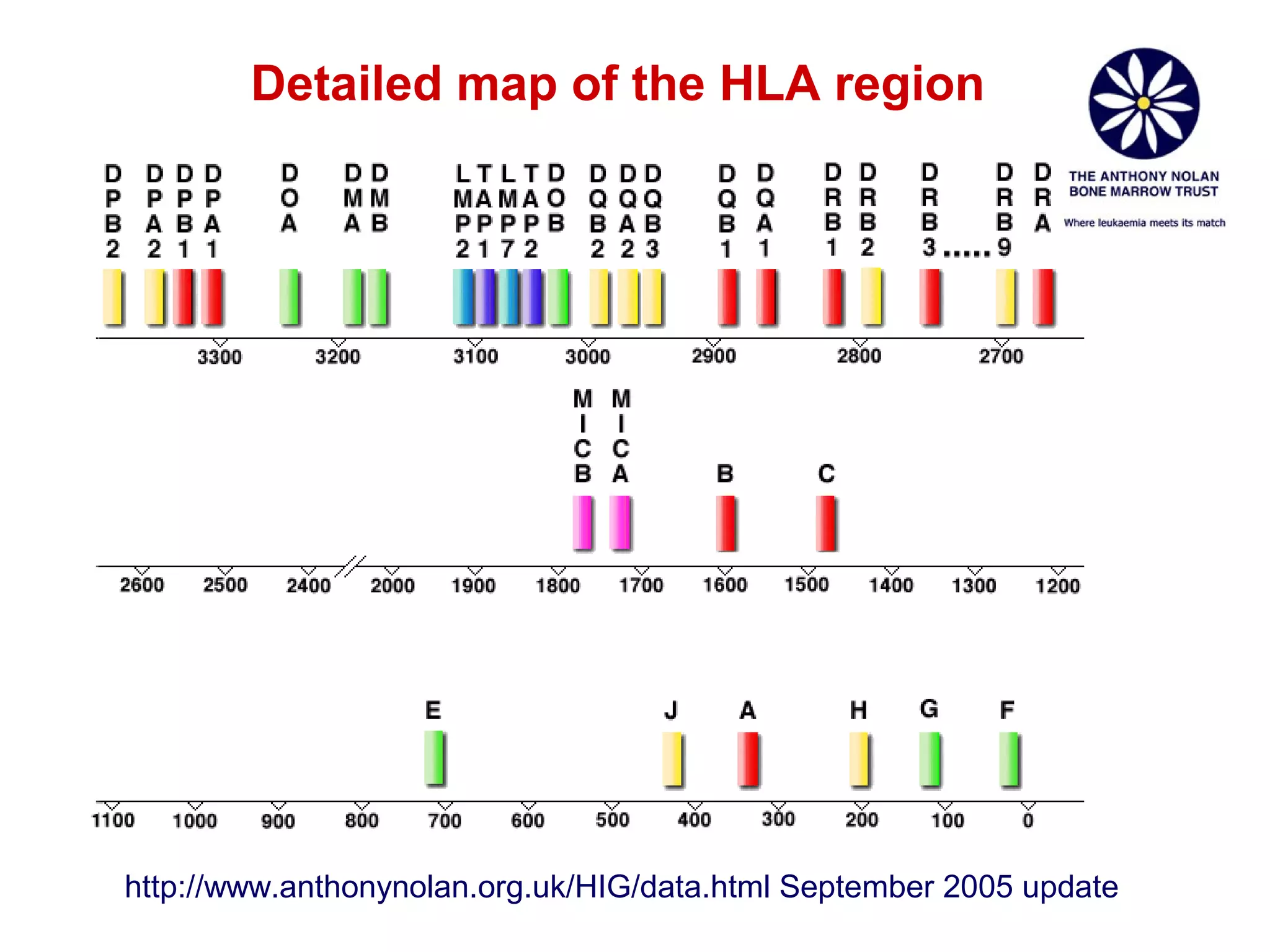 Detailed map of the HLA region

http://www.anthonynolan.org.uk/HIG/data.html September 2005 update

 
