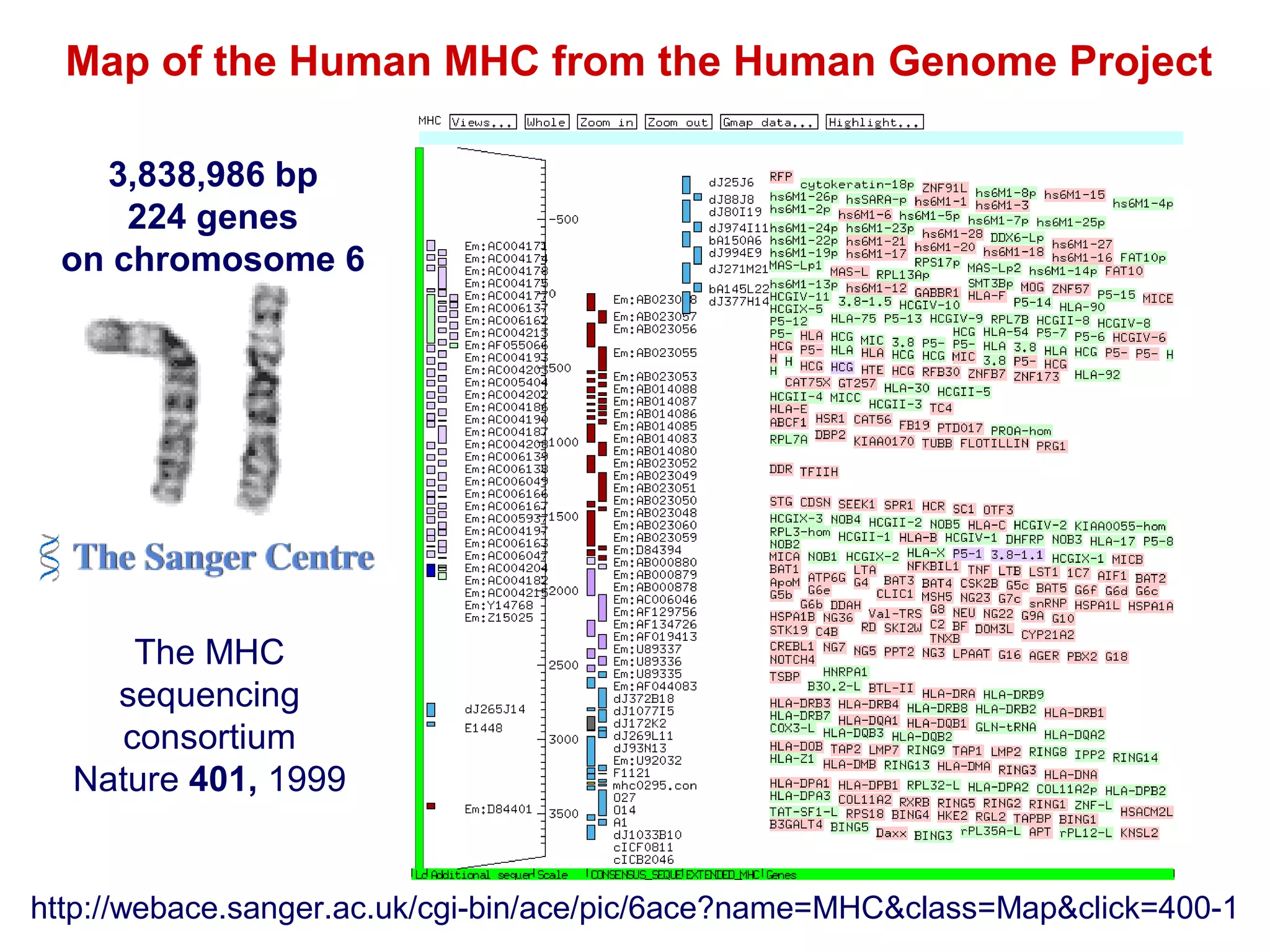 Map of the Human MHC from the Human Genome Project
3,838,986 bp
224 genes
on chromosome 6

The MHC
sequencing
consortium
Nature 401, 1999

http://webace.sanger.ac.uk/cgi-bin/ace/pic/6ace?name=MHC&class=Map&click=400-1

 