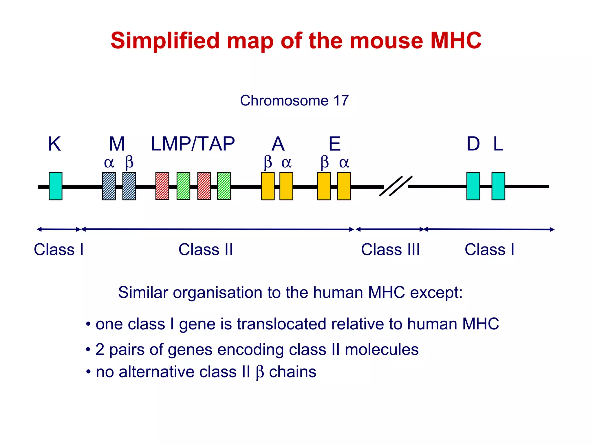 Simplified map of the mouse MHC
Chromosome 17

K

Class I

M

α β

LMP/TAP

Class II

A

β α

D L

E

β α

Class III

Class I

Similar organisation to the human MHC except:
• one class I gene is translocated relative to human MHC
• 2 pairs of genes encoding class II molecules
• no alternative class II β chains

 