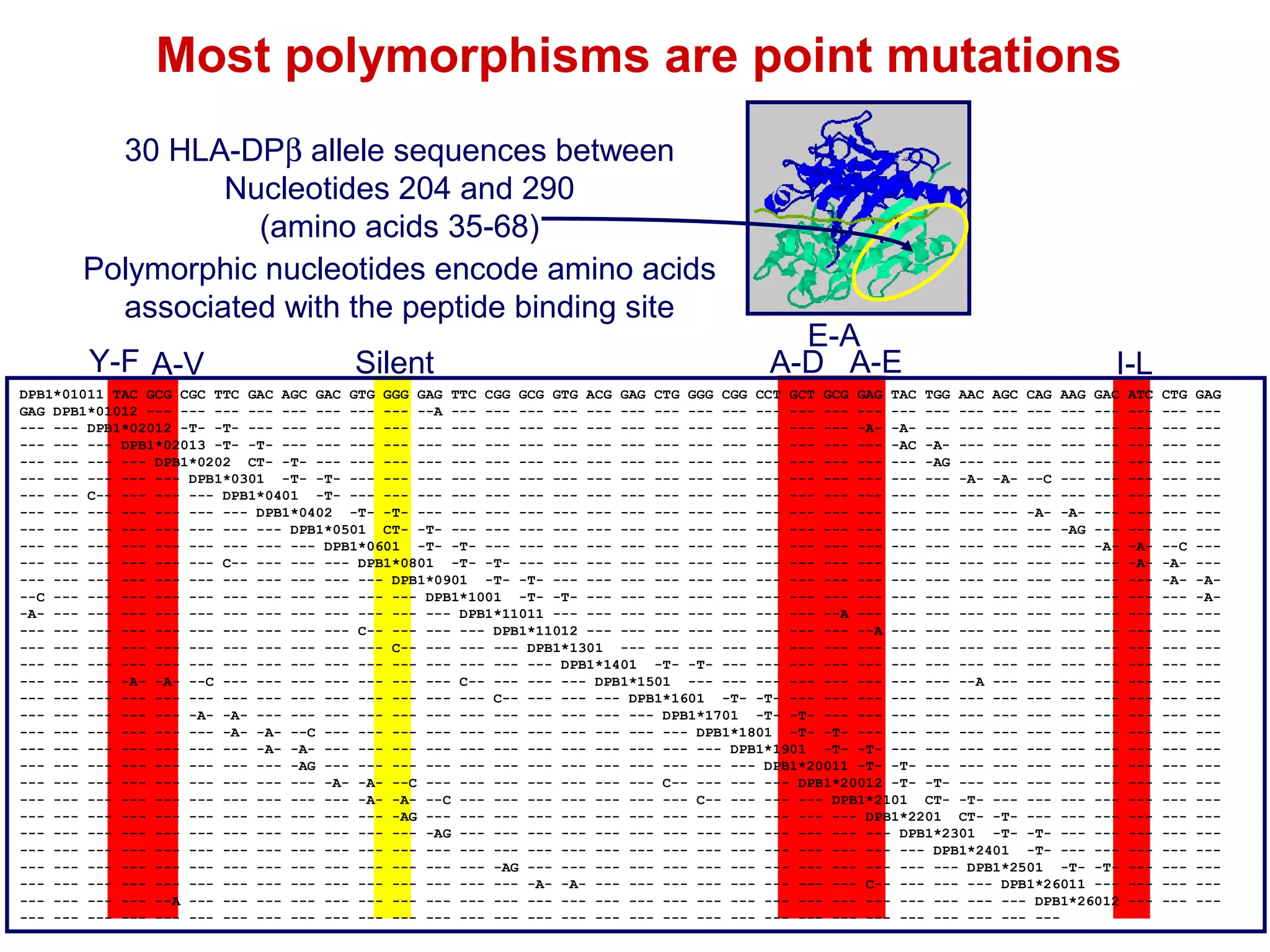 Most polymorphisms are point mutations
30 HLA-DPβ allele sequences between
Nucleotides 204 and 290
(amino acids 35-68)
Polymorphic nucleotides encode amino acids
associated with the peptide binding site
Y-F A-V

Silent

E-A
A-D A-E

I-L

DPB1*01011 TAC GCG CGC TTC GAC AGC GAC GTG GGG GAG TTC CGG GCG GTG ACG GAG CTG GGG CGG CCT GCT GCG GAG TAC TGG AAC AGC CAG AAG GAC
GAG DPB1*01012 --- --- --- --- --- --- --- --- --A --- --- --- --- --- --- --- --- --- --- --- --- --- --- --- --- --- --- --- ----- --- DPB1*02012 -T- -T- --- --- --- --- --- --- --- --- --- --- --- --- --- --- --- --- --- --- -A- -A- --- --- --- --- --- ----- --- --- DPB1*02013 -T- -T- --- --- --- --- --- --- --- --- --- --- --- --- --- --- --- --- --- --- -AC -A- --- --- --- --- ----- --- --- --- DPB1*0202 CT- -T- --- --- --- --- --- --- --- --- --- --- --- --- --- --- --- --- --- --- -AG --- --- --- --- ----- --- --- --- --- DPB1*0301 -T- -T- --- --- --- --- --- --- --- --- --- --- --- --- --- --- --- --- --- --- -A- -A- --C --- ----- --- C-- --- --- --- DPB1*0401 -T- --- --- --- --- --- --- --- --- --- --- --- --- --- --- --- --- --- --- --- --- --- --- ----- --- --- --- --- --- --- DPB1*0402 -T- -T- --- --- --- --- --- --- --- --- --- --- --- --- --- --- --- --- --- --- -A- -A- ----- --- --- --- --- --- --- --- DPB1*0501 CT- -T- --- --- --- --- --- --- --- --- --- --- --- --- --- --- --- --- --- --- -AG ----- --- --- --- --- --- --- --- --- DPB1*0601 -T- -T- --- --- --- --- --- --- --- --- --- --- --- --- --- --- --- --- --- --- -A--- --- --- --- --- --- C-- --- --- --- DPB1*0801 -T- -T- --- --- --- --- --- --- --- --- --- --- --- --- --- --- --- --- --- ----- --- --- --- --- --- --- --- --- --- --- DPB1*0901 -T- -T- --- --- --- --- --- --- --- --- --- --- --- --- --- --- --- --- ----C --- --- --- --- --- --- --- --- --- --- --- DPB1*1001 -T- -T- --- --- --- --- --- --- --- --- --- --- --- --- --- --- --- ---A- --- --- --- --- --- --- --- --- --- --- --- --- DPB1*11011 --- --- --- --- --- --- --- --- --A --- --- --- --- --- --- --- ----- --- --- --- --- --- --- --- --- --- C-- --- --- --- DPB1*11012 --- --- --- --- --- --- --- --- --A --- --- --- --- --- --- ----- --- --- --- --- --- --- --- --- --- --- C-- --- --- --- DPB1*1301 --- --- --- --- --- --- --- --- --- --- --- --- --- --- ----- --- --- --- --- --- --- --- --- --- --- --- --- --- --- --- DPB1*1401 -T- -T- --- --- --- --- --- --- --- --- --- --- --- ----- --- --- -A- -A- --C --- --- --- --- --- --- --- C-- --- --- --- DPB1*1501 --- --- --- --- --- --- --- --- --A --- --- --- ----- --- --- --- --- --- --- --- --- --- --- --- --- --- C-- --- --- --- DPB1*1601 -T- -T- --- --- --- --- --- --- --- --- --- ----- --- --- --- --- -A- -A- --- --- --- --- --- --- --- --- --- --- --- --- DPB1*1701 -T- -T- --- --- --- --- --- --- --- --- ----- --- --- --- --- --- -A- -A- --C --- --- --- --- --- --- --- --- --- --- --- DPB1*1801 -T- -T- --- --- --- --- --- --- --- ----- --- --- --- --- --- --- -A- -A- --- --- --- --- --- --- --- --- --- --- --- --- DPB1*1901 -T- -T- --- --- --- --- --- --- ----- --- --- --- --- --- --- --- -AG --- --- --- --- --- --- --- --- --- --- --- --- --- DPB1*20011 -T- -T- --- --- --- --- --- ----- --- --- --- --- --- --- --- --- -A- -A- --C --- --- --- --- --- --- --- C-- --- --- --- DPB1*20012 -T- -T- --- --- --- --- ----- --- --- --- --- --- --- --- --- --- -A- -A- --C --- --- --- --- --- --- --- C-- --- --- --- DPB1*2101 CT- -T- --- --- --- ----- --- --- --- --- --- --- --- --- --- --- -AG --- --- --- --- --- --- --- --- --- --- --- --- --- DPB1*2201 CT- -T- --- --- ----- --- --- --- --- --- --- --- --- --- --- --- -AG --- --- --- --- --- --- --- --- --- --- --- --- --- DPB1*2301 -T- -T- --- ----- --- --- --- --- --- --- --- --- --- --- --- --- --- --- --- --- --- --- --- --- --- --- --- --- --- --- DPB1*2401 -T- --- ----- --- --- --- --- --- --- --- --- --- --- --- --- --- -AG --- --- --- --- --- --- --- --- --- --- --- --- --- DPB1*2501 -T- -T--- --- --- --- --- --- --- --- --- --- --- --- --- --- --- -A- -A- --- --- --- --- --- --- --- --- C-- --- --- --- DPB1*26011 ----- --- --- --- --A --- --- --- --- --- --- --- --- --- --- --- --- --- --- --- --- --- --- --- --- --- --- --- --- --- DPB1*26012
--- --- --- --- --- --- --- --- --- --- --- --- --- --- --- --- --- --- --- --- --- --- --- --- --- --- --- --- --- --- ---

ATC
-----------------A-A-----------------------------------------

CTG
------------------C
-A-A---------------------------------------

GAG
---------------------A-A-------------------------------------

 