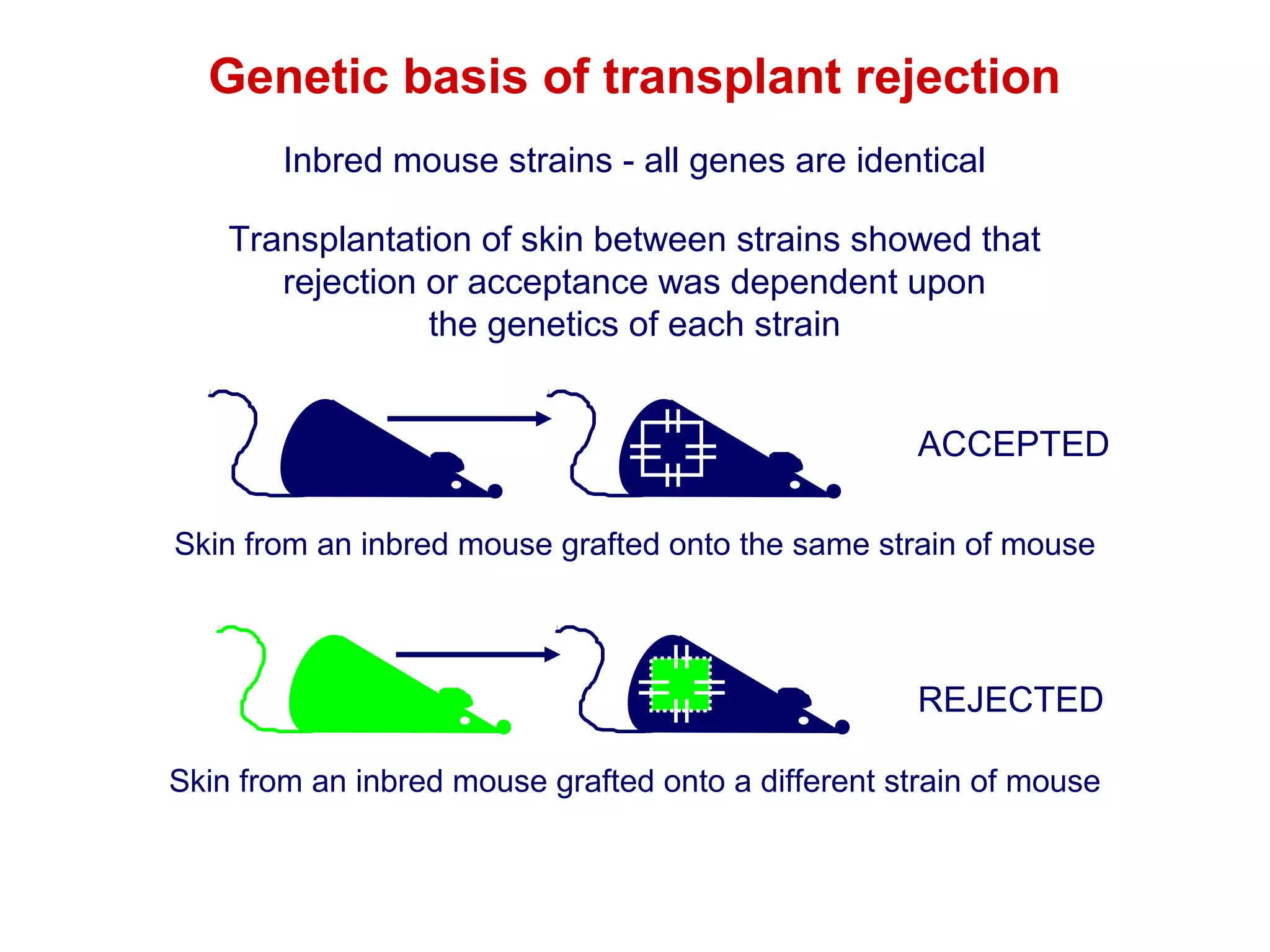 Genetic basis of transplant rejection
Inbred mouse strains - all genes are identical
Transplantation of skin between strains showed that
rejection or acceptance was dependent upon
the genetics of each strain
ACCEPTED
Skin from an inbred mouse grafted onto the same strain of mouse

REJECTED
Skin from an inbred mouse grafted onto a different strain of mouse

 
