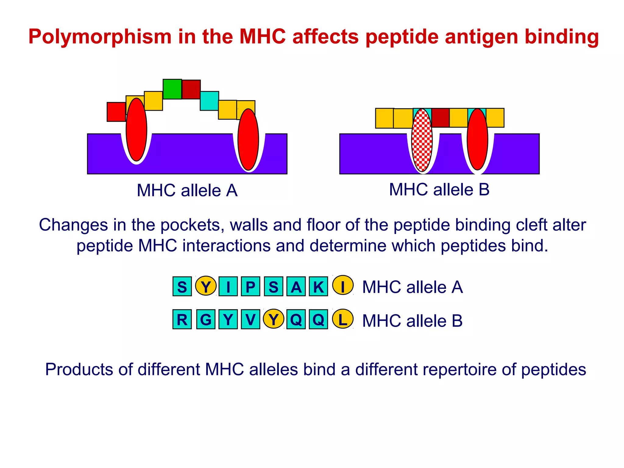 Polymorphism in the MHC affects peptide antigen binding

MHC allele B

MHC allele A

Changes in the pockets, walls and floor of the peptide binding cleft alter
peptide MHC interactions and determine which peptides bind.
S Y I P S A K

I

MHC allele A

R G Y V Y Q Q L MHC allele B

Products of different MHC alleles bind a different repertoire of peptides

 