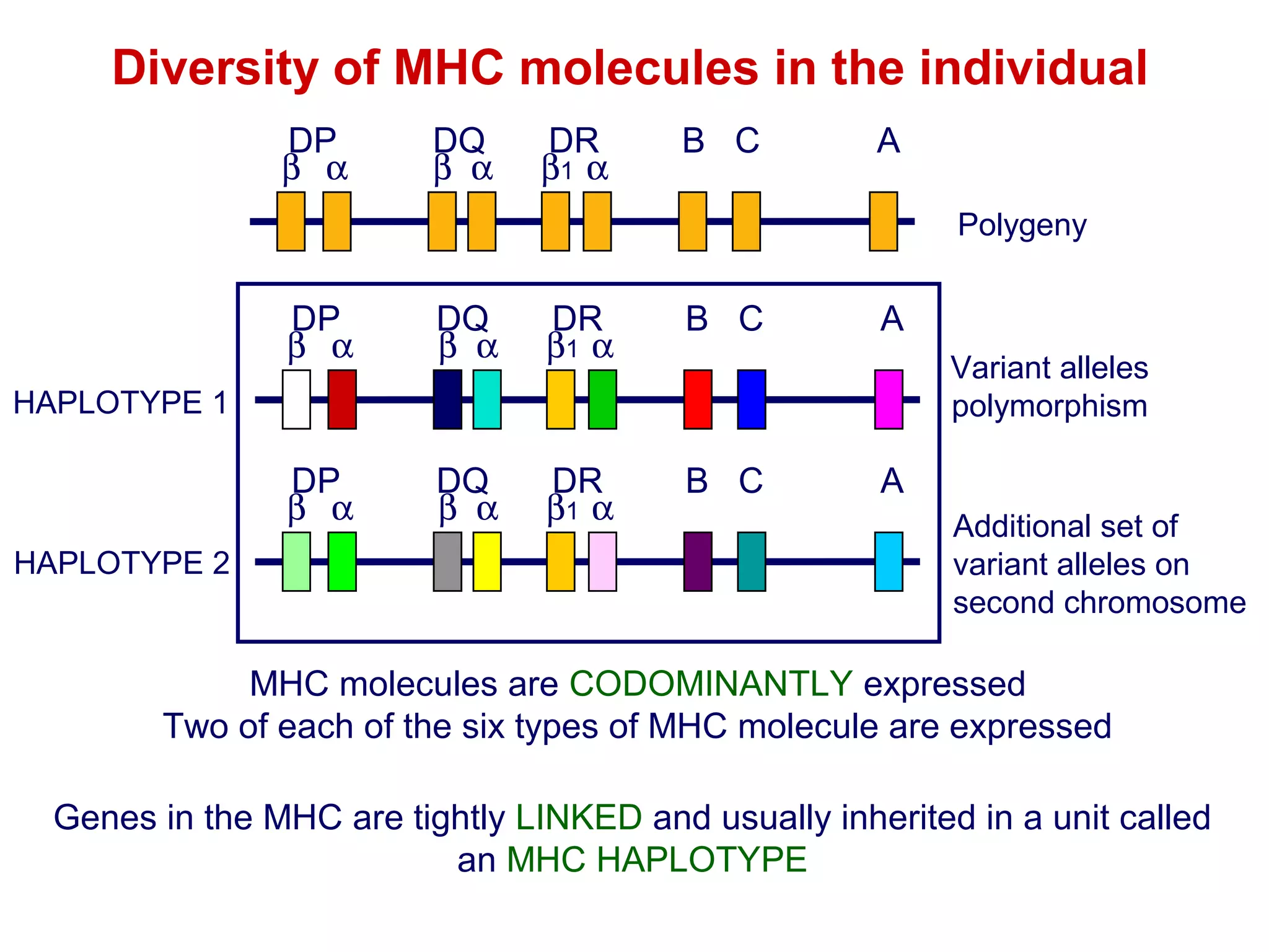 Diversity of MHC molecules in the individual
DP
β α

DQ
β α

DR
β1 α

B C

A
Polygeny

DP
β α

DQ
β α

DR
β1 α

B C

DP
β α

DQ
β α

DR
β1 α

B C

A
Variant alleles
polymorphism

HAPLOTYPE 1

HAPLOTYPE 2

A
Additional set of
variant alleles on
second chromosome

MHC molecules are CODOMINANTLY expressed
Two of each of the six types of MHC molecule are expressed
Genes in the MHC are tightly LINKED and usually inherited in a unit called
an MHC HAPLOTYPE

 