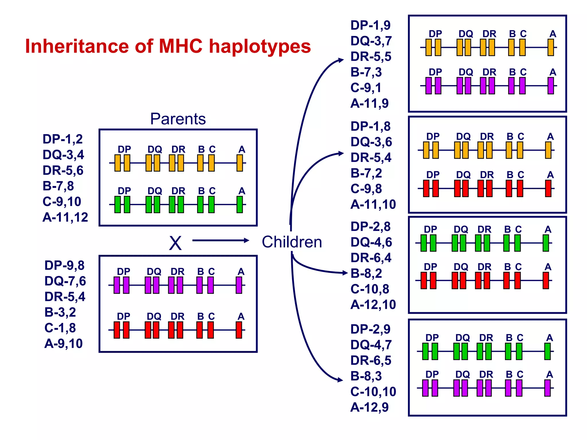Inheritance of MHC haplotypes

Parents
DP-1,2
DQ-3,4
DR-5,6
B-7,8
C-9,10
A-11,12

DP

DP

DQ DR

DQ DR

BC

BC

DP-9,8
DQ-7,6
DR-5,4
B-3,2
C-1,8
A-9,10

DP-1,8
DQ-3,6
DR-5,4
B-7,2
C-9,8
A-11,10

A

A

X

Children

DP

DQ DR

BC

A

DP

DQ DR

BC

A

DP-1,9
DQ-3,7
DR-5,5
B-7,3
C-9,1
A-11,9

DP-2,8
DQ-4,6
DR-6,4
B-8,2
C-10,8
A-12,10
DP-2,9
DQ-4,7
DR-6,5
B-8,3
C-10,10
A-12,9

DP

DQ DR

BC

A

DP

DQ DR

BC

A

DP

DQ DR

BC

A

DP

DQ DR

BC

A

DP

DQ DR

BC

A

DP

DQ DR

BC

A

DP

DQ DR

BC

A

DP

DQ DR

BC

A

 