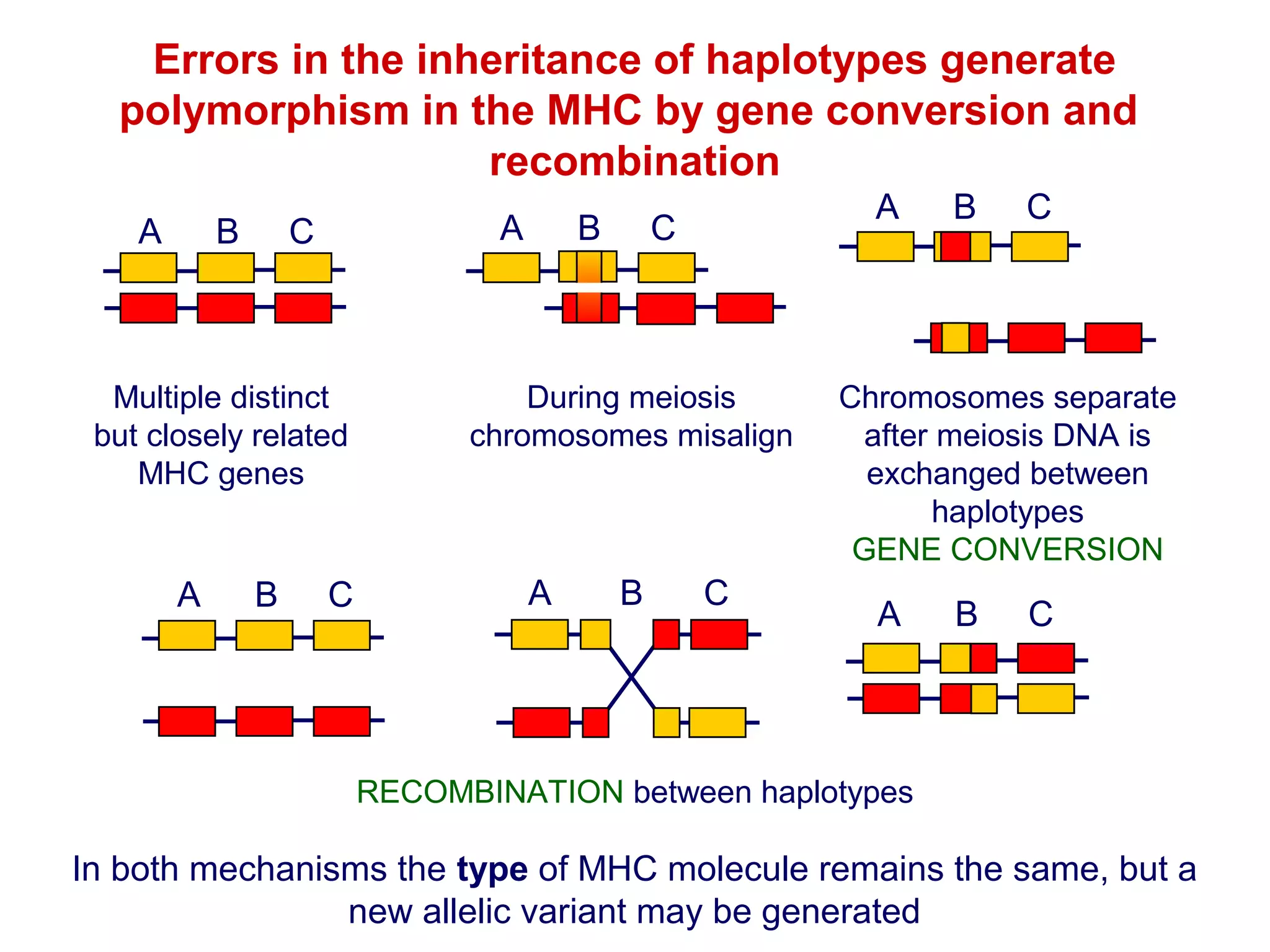 Errors in the inheritance of haplotypes generate
polymorphism in the MHC by gene conversion and
recombination
A

B

A

C

Multiple distinct
but closely related
MHC genes

A

B

C

B

A

C

During meiosis
chromosomes misalign

A

B

C

B

C

Chromosomes separate
after meiosis DNA is
exchanged between
haplotypes
GENE CONVERSION

A

B

C

RECOMBINATION between haplotypes

In both mechanisms the type of MHC molecule remains the same, but a
new allelic variant may be generated

 