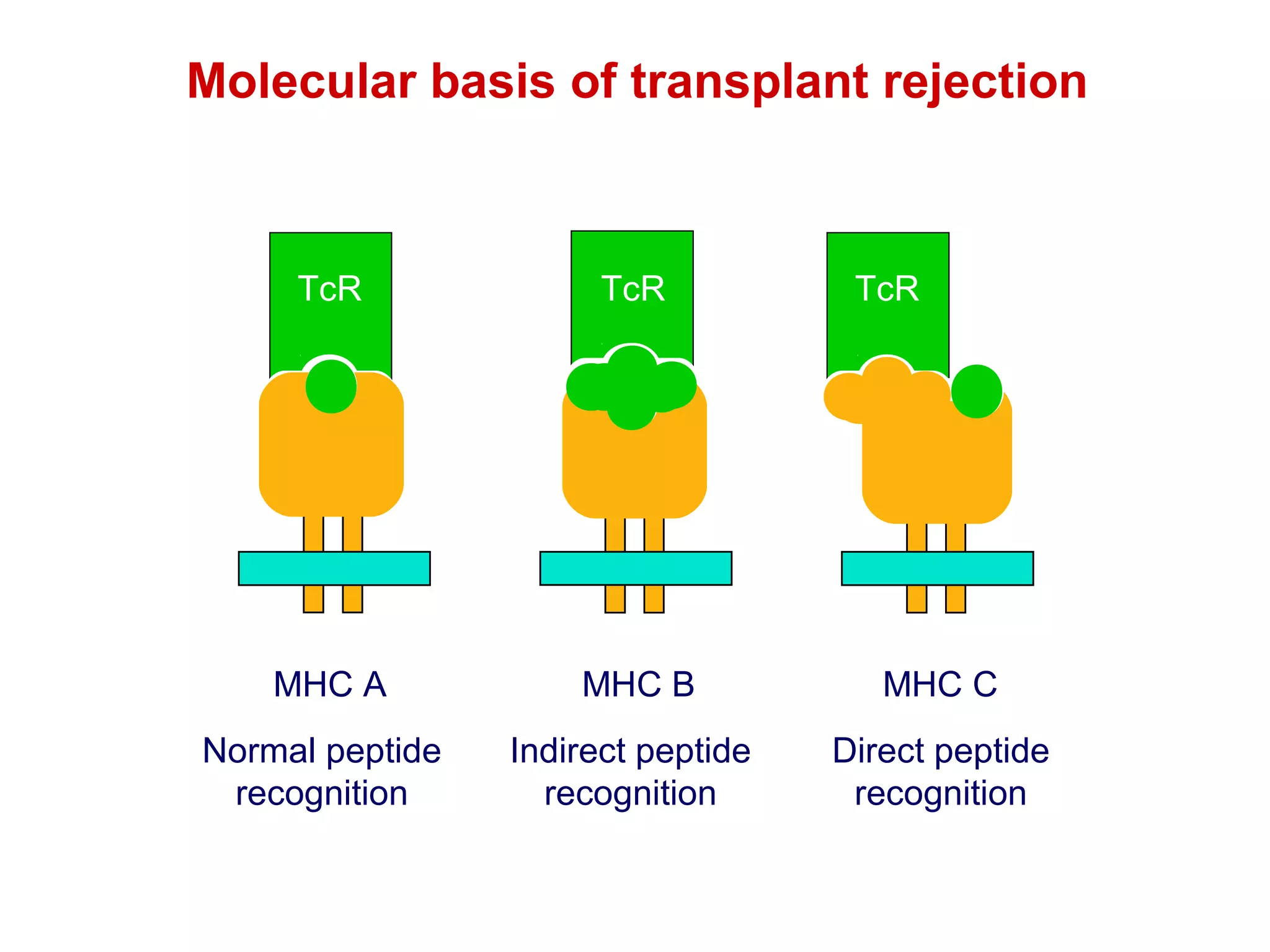 Molecular basis of transplant rejection

TcR

TcR

TcR

MHC A

MHC B

MHC C

Normal peptide
recognition

Indirect peptide
recognition

Direct peptide
recognition

 