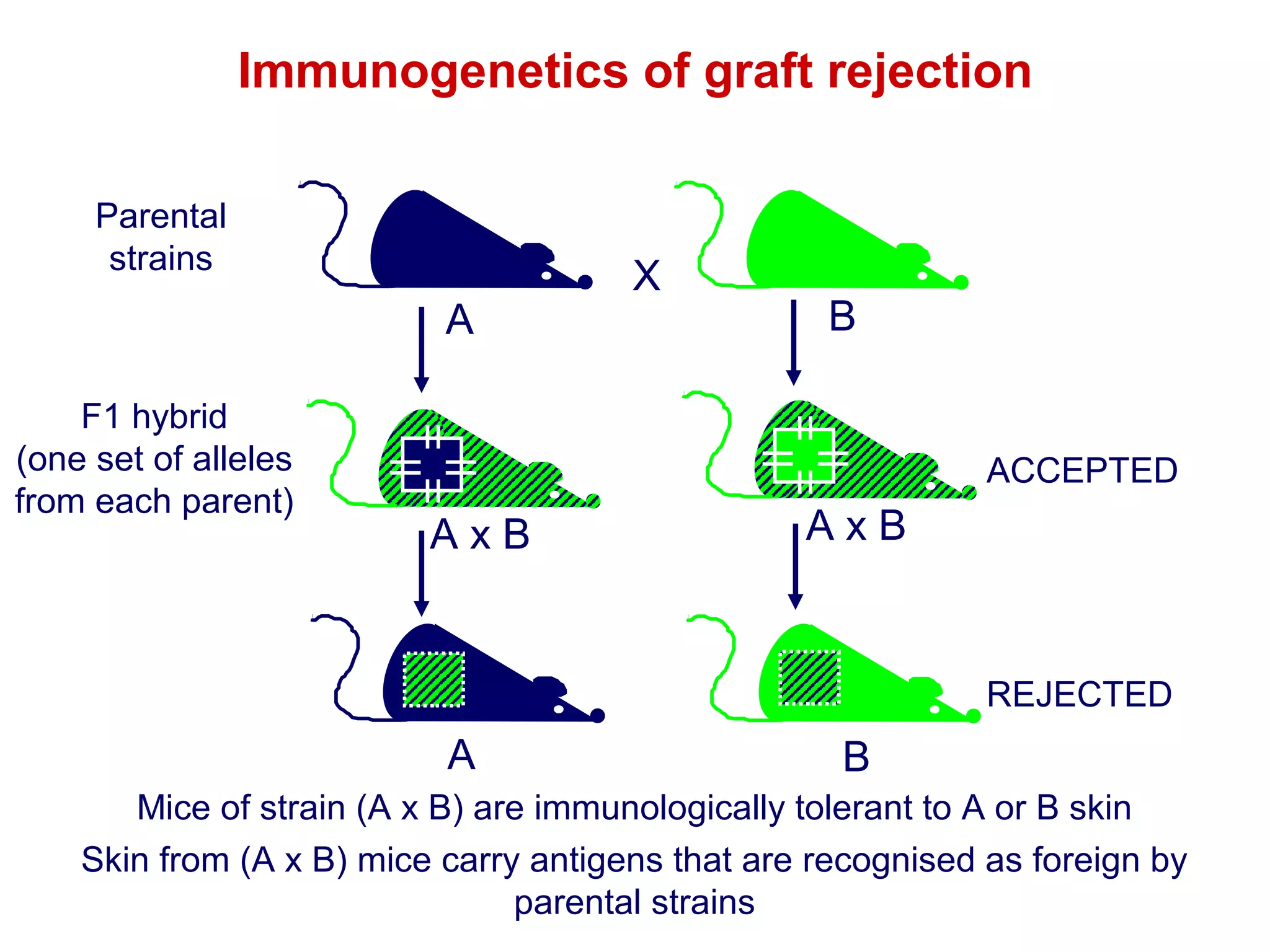 Immunogenetics of graft rejection
Parental
strains

A
F1 hybrid
(one set of alleles
from each parent)

X

B

ACCEPTED

AxB

AxB

REJECTED

A

B

Mice of strain (A x B) are immunologically tolerant to A or B skin
Skin from (A x B) mice carry antigens that are recognised as foreign by
parental strains

 