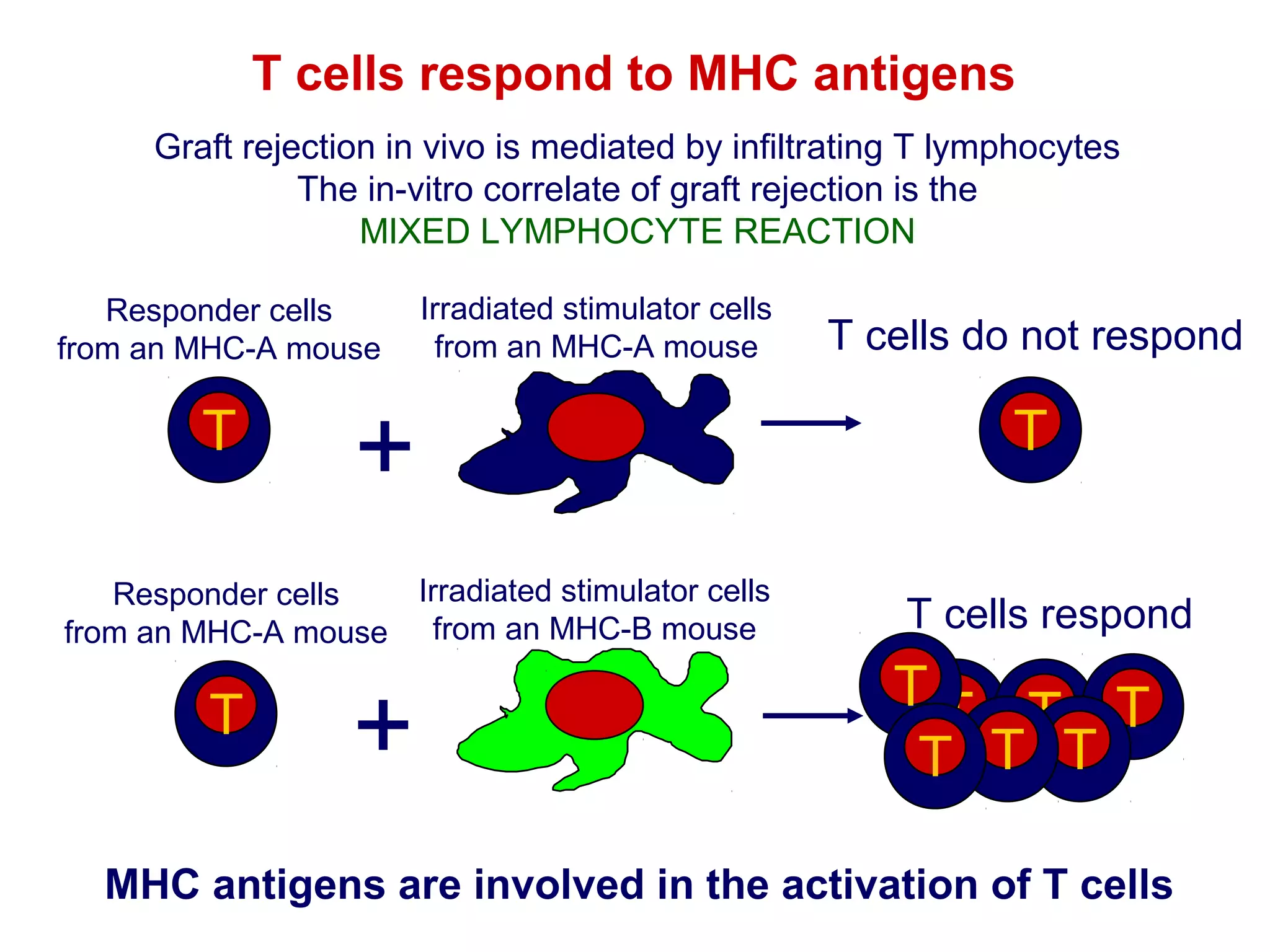 T cells respond to MHC antigens
Graft rejection in vivo is mediated by infiltrating T lymphocytes
The in-vitro correlate of graft rejection is the
MIXED LYMPHOCYTE REACTION
Responder cells
from an MHC-A mouse

T

Irradiated stimulator cells
from an MHC-A mouse

+

Irradiated stimulator cells
Responder cells
from an MHC-A mouse from an MHC-B mouse

T

+

T cells do not respond

T
T cells respond

TT T T
T T T

MHC antigens are involved in the activation of T cells

 