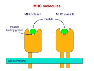 MHC molecules
MHC class I

MHC class II
Peptide

Peptide
binding groove

Cell Membrane

 