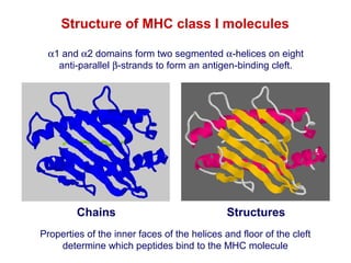 Structure of MHC class I molecules
α1 and α2 domains form two segmented α-helices on eight
anti-parallel β-strands to form an antigen-binding cleft.

Chains

Structures

Properties of the inner faces of the helices and floor of the cleft
determine which peptides bind to the MHC molecule

 