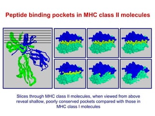 Peptide binding pockets in MHC class II molecules

Slices through MHC class II molecules, when viewed from above
reveal shallow, poorly conserved pockets compared with those in
MHC class I molecules

 