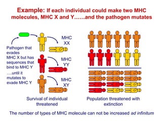 Example: If each individual could make two MHC
molecules, MHC X and Y……and the pathogen mutates

Pathogen that
evades
MHC X but has
sequences that
bind to MHC Y
….until it
mutates to
evade MHC Y

MHC
XX

MHC
YY
MHC
XY

Survival of individual
threatened

Population threatened with
extinction

The number of types of MHC molecule can not be increased ad infinitum

 