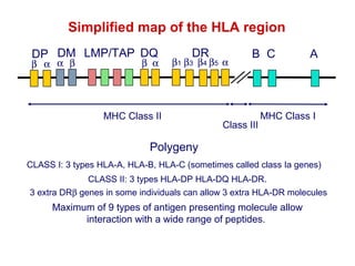 Simplified map of the HLA region
DP DM LMP/TAP DQ

β α α β

β α

DR

β1 β3 β4 β5 α

MHC Class II

B C

Class III

A

MHC Class I

Polygeny
CLASS I: 3 types HLA-A, HLA-B, HLA-C (sometimes called class Ia genes)
CLASS II: 3 types HLA-DP HLA-DQ HLA-DR.
3 extra DRβ genes in some individuals can allow 3 extra HLA-DR molecules

Maximum of 9 types of antigen presenting molecule allow
interaction with a wide range of peptides.

 
