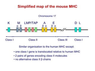 Simplified map of the mouse MHC
Chromosome 17

K

Class I

M

α β

LMP/TAP

Class II

A

β α

D L

E

β α

Class III

Class I

Similar organisation to the human MHC except:
• one class I gene is translocated relative to human MHC
• 2 pairs of genes encoding class II molecules
• no alternative class II β chains

 