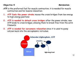 Objective 9 Metabolism
ATP is the preferred fuel for muscle contraction; it is needed for muscle
contraction and for muscle relaxation:
1. ATP fuels the power stroke: moves the cross bridges from low energy
to high energy positions
2. ATP is needed to detach cross bridges after the power stroke; new
ATP binds to cross bridges, allowing them to break free from the actin
filaments
3. ATP is needed for sarcomere relaxation since it is used to pump
calcium back into the sarcoplasmic reticulum
12
 