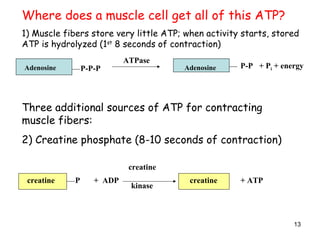 Where does a muscle cell get all of this ATP?
1) Muscle fibers store very little ATP; when activity starts, stored
ATP is hydrolyzed (1st
8 seconds of contraction)
Adenosine P-P-P
ATPase
Adenosine P-P + Pi + energy
Three additional sources of ATP for contracting
muscle fibers:
2) Creatine phosphate (8-10 seconds of contraction)
creatine
creatine P + ADP
kinase
creatine + ATP
13
 