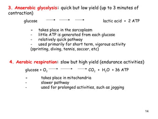 3. Anaerobic glycolysis: quick but low yield (up to 3 minutes of
contraction)
glucose lactic acid + 2 ATP
- takes place in the sarcoplasm
- little ATP is generated from each glucose
- relatively quick pathway
- used primarily for short term, vigorous activity
(sprinting, diving, tennis, soccer, etc)
4. Aerobic respiration: slow but high yield (endurance activities)
glucose + O2 CO2 + H2O + 36 ATP
- takes place in mitochondria
- slower pathway
- used for prolonged activities, such as jogging
14
 