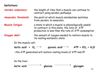 Definitions:
Aerobic endurance: the length of time that a muscle can continue to
contract using aerobic pathways
Anaerobic threshold: the point at which muscle metabolism switches
from aerobic to anaerobic
Muscle fatigue: a state in which a muscle is physiologically unable
to contract; in this state, the rate of ATP
production is less than the rate of ATP consumption
Oxygen debt: the amount of oxygen needed to restore muscle to
its resting metabolic state
In the muscle cell:
lactic acid + O2 pyruvic acid ATP + CO2 + H2O
-the ATP generated will restore resting levels of ATP and CP
In the liver:
lactic acid glucose glycogen
15
 