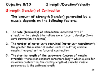 Objective 8/10 Strength/Duration/Velocity
Strength (tension) of Contraction
The amount of strength (tension) generated by a
muscle depends on the following factors:
1. The rate (frequency) of stimulation; increased rate of
stimulation to a single fiber allows more force to develop (from
wave summation, to tetnus)
2. The number of motor units recruited (motor unit recruitment);
the greater the number of motor units stimulating a whole
muscle, the greater the force of contraction
3. The starting length of the sarcomere (degree of muscle
stretch); there is an optimum sarcomere length which allows for
maximum contraction; the resting length of skeletal muscle
sarcomeres is the optimum length
17
 