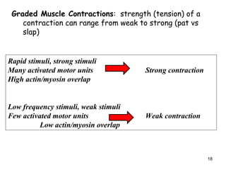 Graded Muscle Contractions: strength (tension) of a
contraction can range from weak to strong (pat vs
slap)
Rapid stimuli, strong stimuli
Many activated motor units Strong contraction
High actin/myosin overlap
Low frequency stimuli, weak stimuli
Few activated motor units Weak contraction
Low actin/myosin overlap
18
 