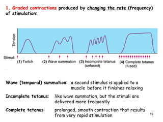 1. Graded contractions produced by changing the rate (frequency)
of stimulation:
Wave (temporal) summation: a second stimulus is applied to a
muscle before it finishes relaxing
Incomplete tetanus: like wave summation, but the stimuli are
delivered more frequently
Complete tetanus: prolonged, smooth contraction that results
from very rapid stimulation 19
 
