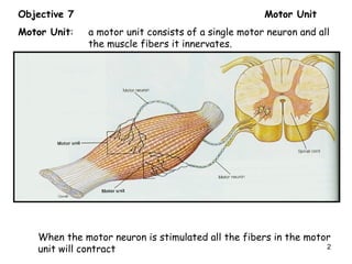 Objective 7 Motor Unit
Motor Unit: a motor unit consists of a single motor neuron and all
the muscle fibers it innervates.
When the motor neuron is stimulated all the fibers in the motor
unit will contract 2
 