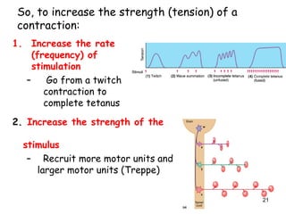 So, to increase the strength (tension) of a
contraction:
1. Increase the rate
(frequency) of
stimulation
– Go from a twitch
contraction to
complete tetanus
2. Increase the strength of the
stimulus
– Recruit more motor units and
larger motor units (Treppe)
21
 