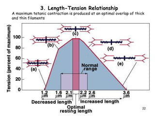 3. Length-Tension Relationship
A maximum tetanic contraction is produced at an optimal overlap of thick
and thin filaments
22
 
