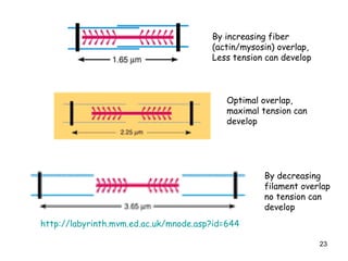 By decreasing
filament overlap
no tension can
develop
By increasing fiber
(actin/mysosin) overlap,
Less tension can develop
Optimal overlap,
maximal tension can
develop
http://labyrinth.mvm.ed.ac.uk/mnode.asp?id=644
23
 
