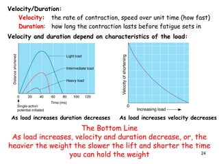 Velocity/Duration:
Velocity: the rate of contraction, speed over unit time (how fast)
Duration: how long the contraction lasts before fatigue sets in
Velocity and duration depend on characteristics of the load:
As load increases velocity decreasesAs load increases duration decreases
The Bottom Line
As load increases, velocity and duration decrease, or, the
heavier the weight the slower the lift and shorter the time
you can hold the weight 24
 