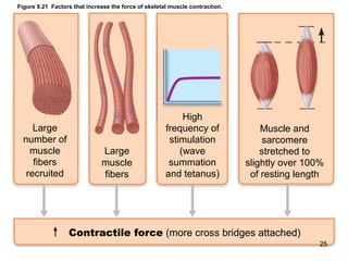 Figure 9.21 Factors that increase the force of skeletal muscle contraction.
Large
number of
muscle
fibers
recruited
Large
muscle
fibers
High
frequency of
stimulation
(wave
summation
and tetanus)
Muscle and
sarcomere
stretched to
slightly over 100%
of resting length
Contractile force (more cross bridges attached)
25
 