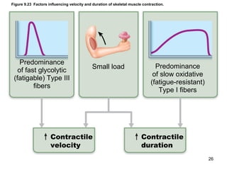 Figure 9.23 Factors influencing velocity and duration of skeletal muscle contraction.
Predominance
of fast glycolytic
(fatigable) Type III
fibers
Contractile
velocity
Small load Predominance
of slow oxidative
(fatigue-resistant)
Type I fibers
Contractile
duration
26
 