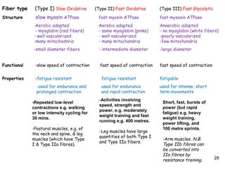 Fiber type (Type I) Slow Oxidative (Type II) Fast Oxidative (Type III) Fast Glycolytic
Structure slow myosin ATPase fast myosin ATPase fast mysosin ATPase
Aerobic adapted Aerobic adapted Anaerobic adapted
- myoglobin (red fibers) - some myoglobin (pinks) - no myoglobin (white fibers)
- well vascularized - well vascularized -poorly vascularized
-many mitochodnria - many mitochondria -few mitochondria
-small diameter fibers - intermediate diameter -large diameter
Functional -slow speed of contraction fast speed of contraction fast speed of contraction
Properties -fatigue resistant fatigue resistant fatigable
-used for endurance and used for endurance used for intense, short
prolonged contraction and rapid contraction term movements
28
-Repeated low-level
contractions e.g. walking
or low intensity cycling for
30 mins.
-Postural muscles, e.g. of
the neck and spine, & leg
muscles (which have Type
I & Type IIa fibres).
-Activities involving
speed, strength and
power, e.g. moderately
weight training and fast
running e.g. 400 metres.
-Leg muscles have large
quantities of both Type I
and Type IIa fibers.
Short, fast, bursts of
power (but rapid
fatigue) e.g. heavy
weight training,
power lifting, and
100 metre sprints.
-Arm muscles. N.B.
Type IIb fibres can
be converted into
IIa fibres by
resistance training.
 
