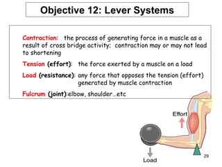 Contraction: the process of generating force in a muscle as a
result of cross bridge activity; contraction may or may not lead
to shortening
Tension (effort): the force exerted by a muscle on a load
Load (resistance): any force that opposes the tension (effort)
generated by muscle contraction
Fulcrum (joint):elbow, shoulder…etc
Objective 12: Lever Systems
29
 