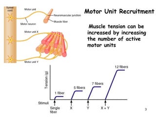 Motor Unit Recruitment
Muscle tension can be
increased by increasing
the number of active
motor units
3
 