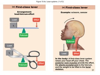 Figure 10.4a Lever systems. (1 of 2)
First-class lever
Arrangement:
load-fulcrum-effort
Load
L
Effort
Fulcrum
Load
L
Effort
Fulcrum
Load
Fulcrum
Effort
In the body: A first-class lever system
raises your head off your chest. The
posterior neck muscles provide the effort,
the atlanto-occipital joint is the fulcrum,
and the weight to be lifted is the facial
skeleton.
Example: scissors, seesaw
First-class lever
31
 