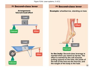 Figure 10.4b Lever systems. (1 of 2)
Second-class lever
Arrangement:
fulcrum-load-effort
Load
L
EffortFulcrum
Load
L
Effort
Fulcrum
Load
Fulcrum
Effort
In the body: Second-class leverage is
exerted when you stand on tip-toe. The
effort is exerted by the calf muscles
pulling upward on the heel; the joints of
the ball of the foot are the fulcrum; and
the weight of the body is the load.
Example: wheelbarrow, standing on toes
Second-class lever
32
 