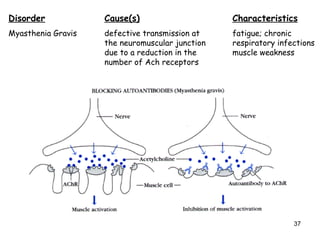 Disorder Cause(s) Characteristics
Myasthenia Gravis defective transmission at fatigue; chronic
the neuromuscular junction respiratory infections
due to a reduction in the muscle weakness
number of Ach receptors
37
 