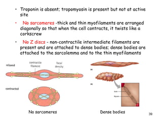 • Troponin is absent; tropomyosin is present but not at active
site
• No sarcomeres -thick and thin myofilaments are arranged
diagonally so that when the cell contracts, it twists like a
corkscrew
• No Z discs - non-contractile intermediate filaments are
present and are attached to dense bodies; dense bodies are
attached to the sarcolemma and to the thin myofilaments
No sarcomeres Dense bodies 39
 