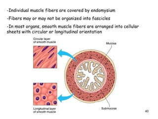 -Individual muscle fibers are covered by endomysium
-Fibers may or may not be organized into fascicles
-In most organs, smooth muscle fibers are arranged into cellular
sheets with circular or longitudinal orientation
40
 
