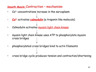 Smooth Muscle Contraction – mechanism
• Ca2+
concentrations increase in the sarcoplasm
• Ca2+
activates calmodulin (a troponin like molecule)
• Calmodulin activates myosin light chain kinase
• myosin light chain kinase uses ATP to phosphorylate myosin
cross bridges
• phosphorylated cross bridges bind to actin filaments
• cross bridge cycle produces tension and contraction/shortening
41
 