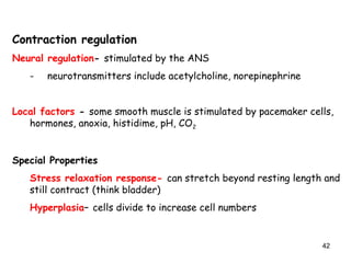 Contraction regulation
Neural regulation- stimulated by the ANS
- neurotransmitters include acetylcholine, norepinephrine
Local factors - some smooth muscle is stimulated by pacemaker cells,
hormones, anoxia, histidime, pH, CO2
Special Properties
Stress relaxation response- can stretch beyond resting length and
still contract (think bladder)
Hyperplasia– cells divide to increase cell numbers
42
 