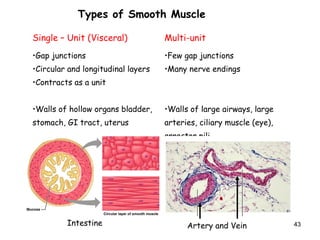 Single – Unit (Visceral) Multi-unit
•Gap junctions
•Circular and longitudinal layers
•Contracts as a unit
•Walls of hollow organs bladder,
stomach, GI tract, uterus
•Few gap junctions
•Many nerve endings
•Walls of large airways, large
arteries, ciliary muscle (eye),
arrector pili
Types of Smooth Muscle
Intestine Artery and Vein 43
 