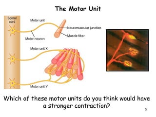 The Motor Unit
Which of these motor units do you think would have
a stronger contraction? 5
 