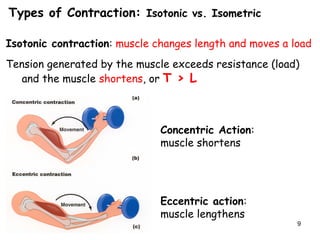 Types of Contraction: Isotonic vs. Isometric
Isotonic contraction: muscle changes length and moves a load
Tension generated by the muscle exceeds resistance (load)
and the muscle shortens, or T > L
Concentric Action:
muscle shortens
Eccentric action:
muscle lengthens
9
 