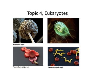 Topic 
4, 
Eukaryotes 
 