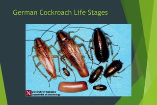 About insect growth and their metamorphosis | PPT